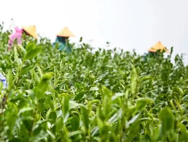 杭州茶文化.jpg 杭州茶文化.jpg